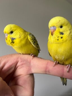 Andulka Maznačik - 20