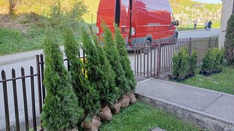 Tuja Smaragd, vavrínovec, červienka - Námestovo - 20