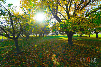 NA PREDAJ RODINNÝ DOM V OBCI LIPOVÉ NA VEĽKOM POZEMKU - 20