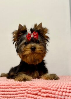 Yorkshire Terrier, Mini Yorkshire, yorki, jorksir - 20