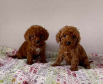 Dark Red Poodle girls pudel pudlik pudl - 20