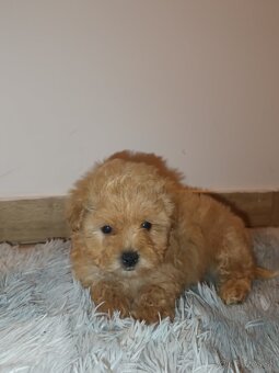 Toy Maltipoo - 20