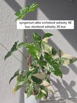 Predám izbové rastliny - 20