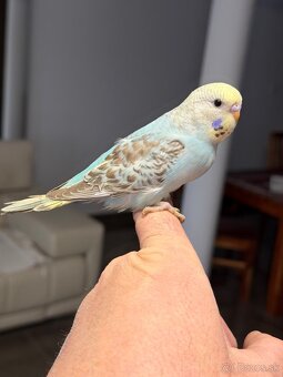 Andulky mlada Maznačik - 20