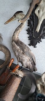 Trofeje a preparáty - 20