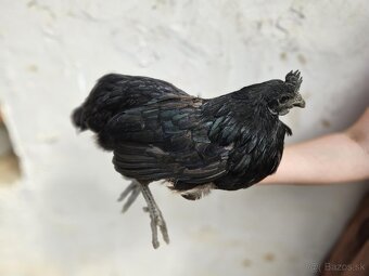 Ayam cemani - 20