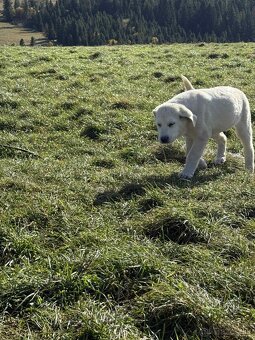 Predám šteniatka kangaly - 20