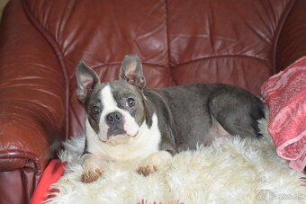 bostonský teriér s PP - modrý pejsek+ modrá holčička - 20