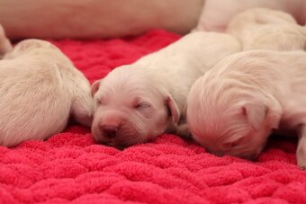 Zlatý retriever/ Golden retriever - 20
