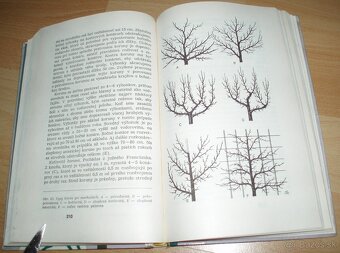 Rez a tvarovanie ovocných drevín - 20