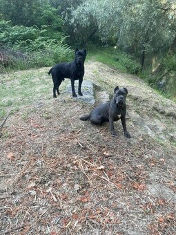 Cane corso - 20