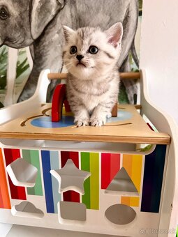 Skotska klapoucha macka, scottish straight s PP - 20