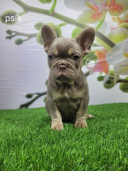 Francuzsky buldoček - 20