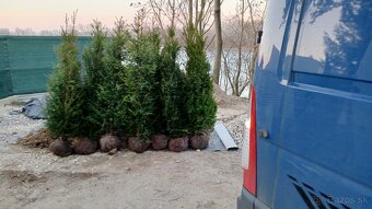 Tuja Smaragd, vavrínovec, červienka - Poprad - 20