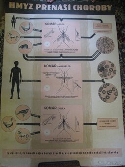staré školské tabule/plagáty raslín-stromov-zvierat - 20