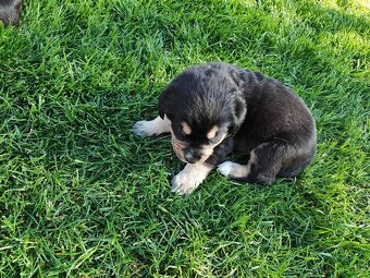Labrador čierny šteniatko - labradorský retríver - 20