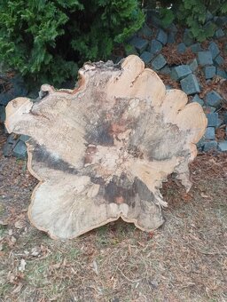 Obrovské bukové a hrabové koláče-fošne na stoly - 20