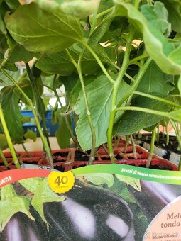 Predám planty stále 90% skladom plant - 20