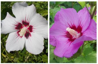 Rastliny na bonsaj, bonsai - IBIŠTEK SÝRSKY_1 - 20