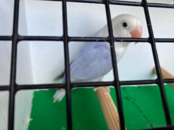 Agapornis fischeri - 20