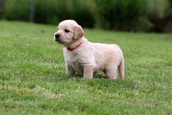Zlatý retriever/ Golden retriever - 20