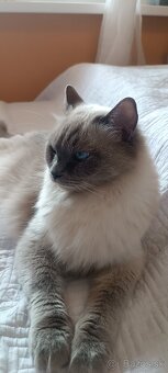 Ragdoll mačiatka, mačka - 20
