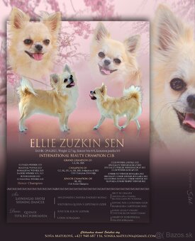 Čivava dlhosrstá, chihuahua, Solubist Dog KENNEL 💙💙 2 boy - 20
