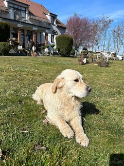Zlatý retriever - 20