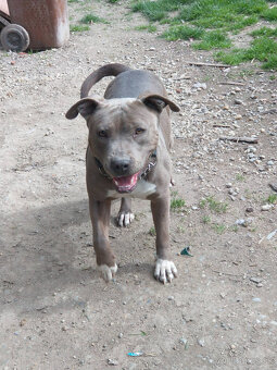 americky staforshier terrier - 20