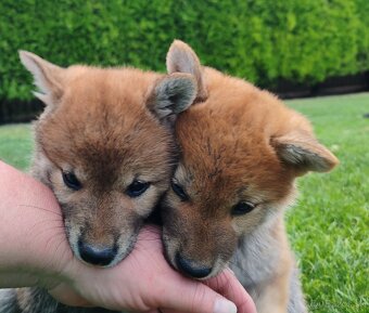 Shiba inu psýky s PP - 20