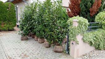 Tuja Smaragd, vavrínovec, červienka - Dolný Kubín, Ružombero - 20