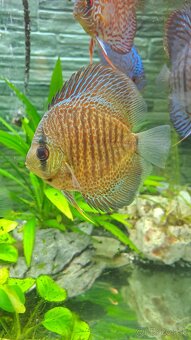 Discus - 20