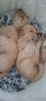 Goldendoodle po rodičoch s pp - 20