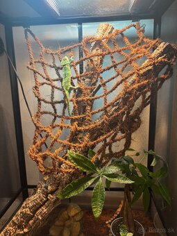 Terárium s chameleónom - 20