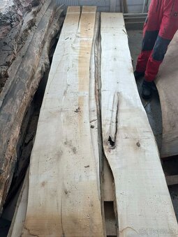 Vysušené javorové fošne, javor horský - 20