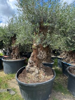 Predám Olivy Bonsai - 20