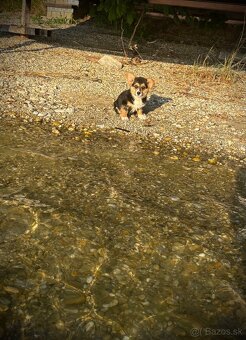 Welsh Corgi Pembroke - 20