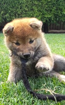 Shiba inu psýky s PP - 20