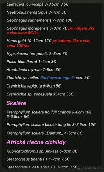 Americké cichlidy - 20