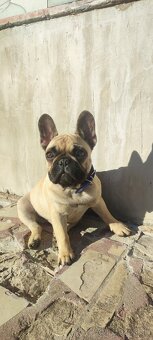Francúzsky buldoček s PP - 20