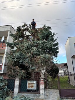 Záhradnícke práce, strihanie stromov, vypilovanie tují - 20