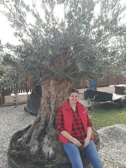 Olivovník bonsai - 20