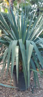 Stredomorské rastliny a palmy - 20