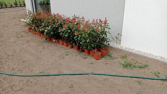 Tuja Smaragd, vavrínovec, červienka - Liptovský Mikuláš - 20