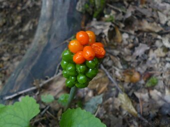 I JEDNOTLIVO  Predám pozemky v krásnom malebnom prostredí. - 20