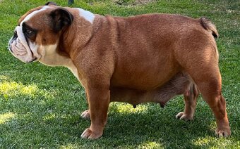 Anglicky Bulldog-steniatka - 20