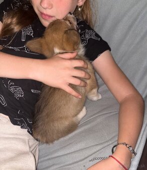 Welsh Corgi Pembroke - 20
