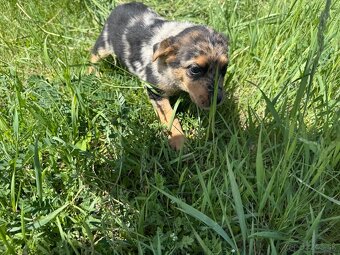 Francúzsky ovčiak BEAUCERON - 2