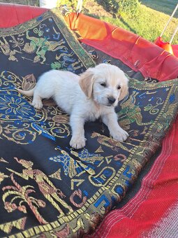 Zlatý retriever - 2