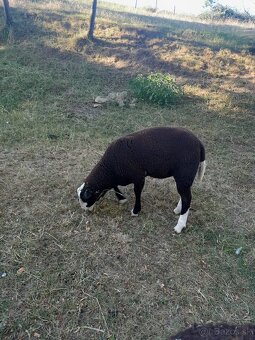 Zwartbles - 2